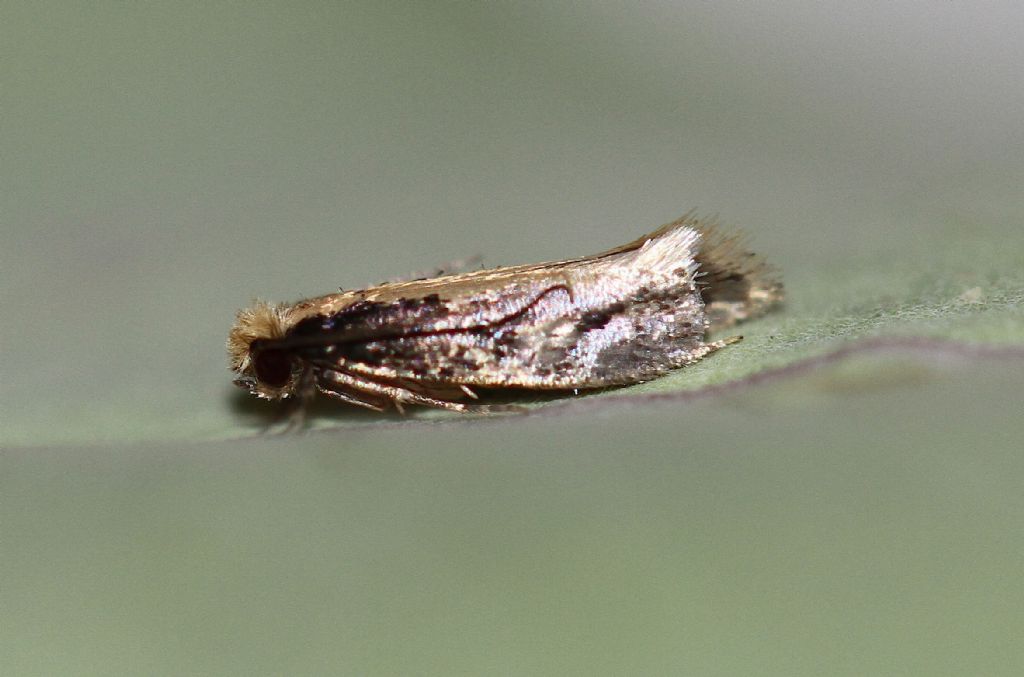 Id microlepidottero: Monopis cfr. obviella - Tineidae